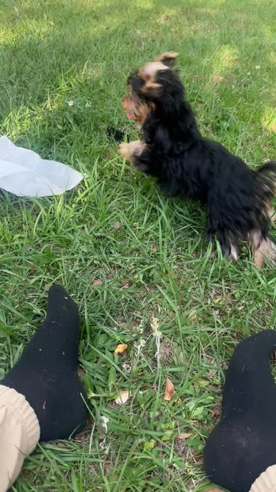 Teacup Teddy, a female Yorkshire Terrier for sale in Orlando, FL – 6 of 6