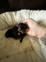 Bella 1 , a female Yorkshire Terrier for sale in Orlando, FL – 7 of 7