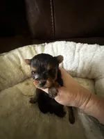 Bella 1 , a female Yorkshire Terrier for sale in Orlando, FL – 6 of 7