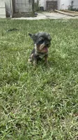 Jet yorkie, a female Yorkshire Terrier for sale in Orlando, FL – 8 of 10