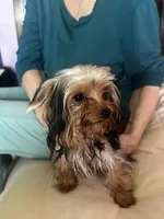 Yorkie Teacup Girl , a female Yorkshire Terrier for sale in Orlando, FL – 4 of 10