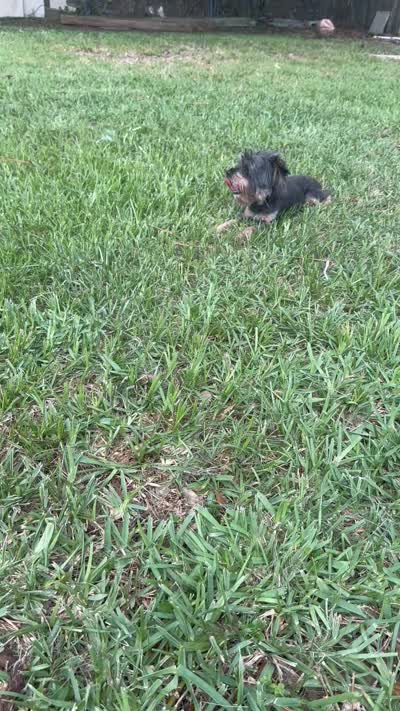 Jet yorkie, a female Yorkshire Terrier for sale in Orlando, FL – 10 of 10