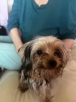 Yorkie Teacup Girl , a female Yorkshire Terrier for sale in Orlando, FL – 10 of 10