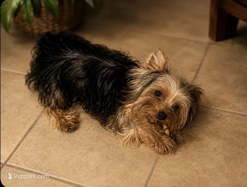 Teacup Cali – Yorkshire Terrier puppy for sale in Orlando, FL