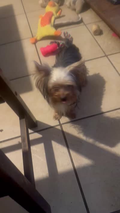 Teacup S, a female Yorkshire Terrier for sale in Orlando, FL – 8 of 10
