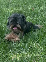 Yorkiepoo jet small, a female Yorkipoo and Poodle - Toy  for sale in Orlando, FL – 8 of 10
