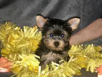Teddy Kobe, a male Yorkshire Terrier for sale in Orlando, FL – Photo 5 of 6