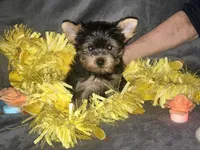 Teddy Kobe, a male Yorkshire Terrier for sale in Orlando, FL – Photo 4 of 6
