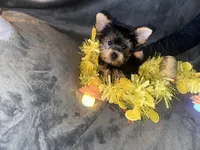 Teddy Kobe, a male Yorkshire Terrier for sale in Orlando, FL – Photo 2 of 6