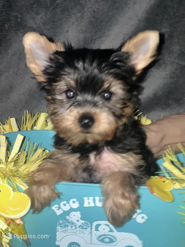 Teddy Kobe, a male Yorkshire Terrier for sale in Orlando, FL – Photo 1 of 6