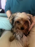 Yorkie Teacup Girl , a female Yorkshire Terrier for sale in Orlando, FL – 9 of 10
