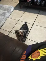 Yorkie Teacup Girl , a female Yorkshire Terrier for sale in Orlando, FL – 2 of 10