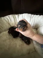 Bella 1 , a female Yorkshire Terrier for sale in Orlando, FL – 4 of 7