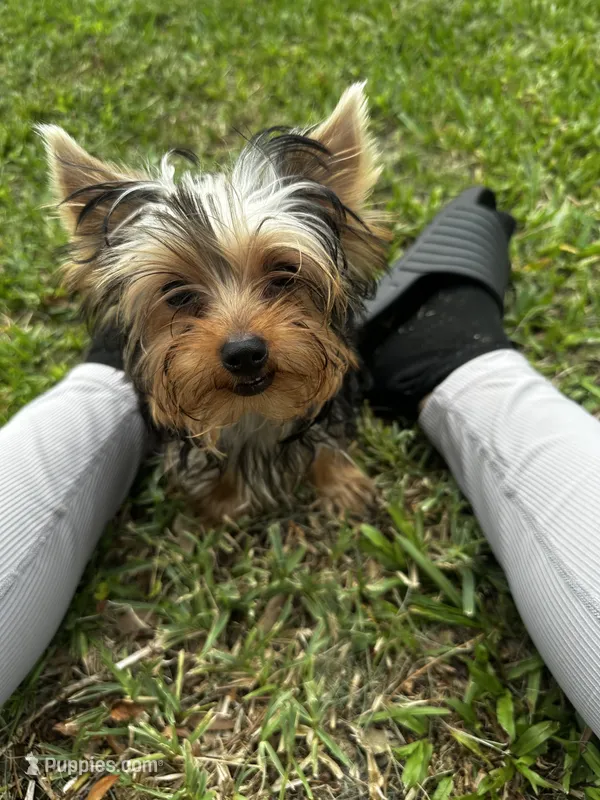 Teacup Girlie – Yorkshire Terrier puppy for sale in Orlando, FL