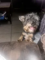 Jet yorkie, a female Yorkshire Terrier for sale in Orlando, FL – 5 of 10