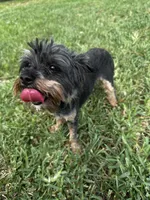 Jet yorkie, a female Yorkshire Terrier for sale in Orlando, FL – 1 of 10