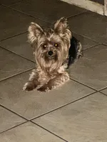 Teacup S, a female Yorkshire Terrier for sale in Orlando, FL – 5 of 10