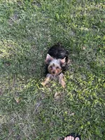 Teacup Teddy, a female Yorkshire Terrier for sale in Orlando, FL – 2 of 6