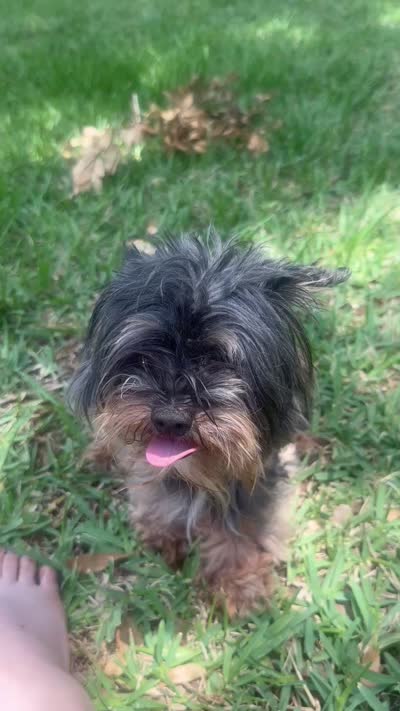 Yorkiepoo jet small, a female Yorkipoo and Poodle - Toy  for sale in Orlando, FL – 10 of 10