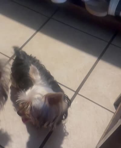 Teacup S, a female Yorkshire Terrier for sale in Orlando, FL – 9 of 10