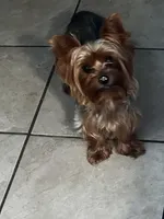 Teacup Cali, a female Yorkshire Terrier for sale in Orlando, FL – 7 of 7