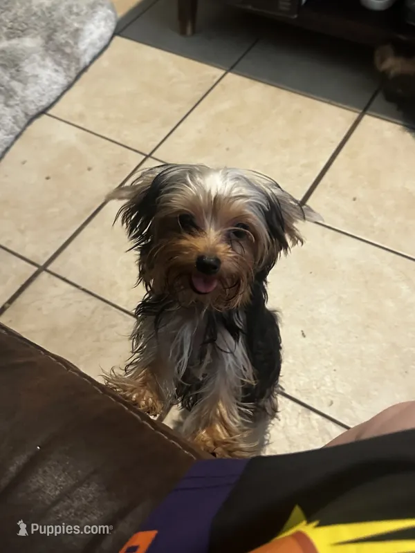 Yorkie Teacup Girl , a female Yorkshire Terrier for sale in Orlando, FL – 1 of 10