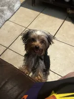 Yorkie Teacup Girl , a female Yorkshire Terrier for sale in Orlando, FL – 1 of 10