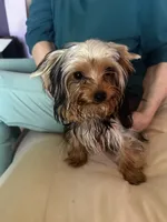 Yorkie Teacup Girl , a female Yorkshire Terrier for sale in Orlando, FL – 5 of 10