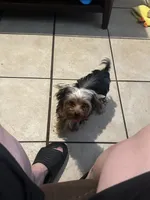 Yorkie Teacup Girl , a female Yorkshire Terrier for sale in Orlando, FL – 6 of 10