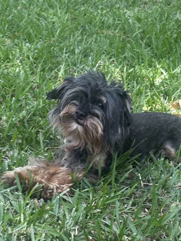 Yorkiepoo jet small – Yorkipoo, Poodle - Toy  puppy for sale in Orlando, FL
