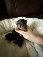 Bella 1 , a female Yorkshire Terrier for sale in Orlando, FL – 3 of 7