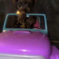 Toy G, a female Yorkshire Terrier for sale in Orlando, FL – Photo 9 of 10