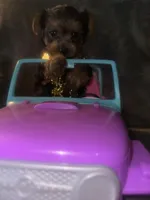 Teacup G, a female Yorkshire Terrier for sale in Orlando, FL – Photo 9 of 10