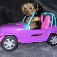 Toy G, a female Yorkshire Terrier for sale in Orlando, FL – Photo 5 of 10