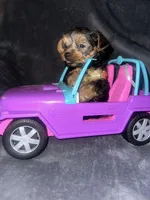 Teacup G, a female Yorkshire Terrier for sale in Orlando, FL – Photo 5 of 10