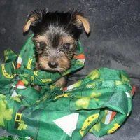 Toy G, a female Yorkshire Terrier for sale in Orlando, FL – Photo 10 of 10