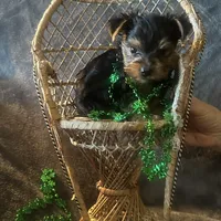 Toy G, a female Yorkshire Terrier for sale in Orlando, FL – Photo 6 of 10