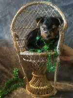 Teacup G, a female Yorkshire Terrier for sale in Orlando, FL – Photo 6 of 10