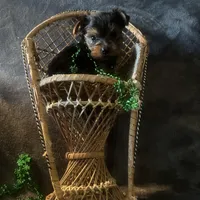 Toy G, a female Yorkshire Terrier for sale in Orlando, FL – Photo 7 of 10