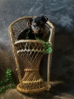 Teacup G, a female Yorkshire Terrier for sale in Orlando, FL – Photo 7 of 10