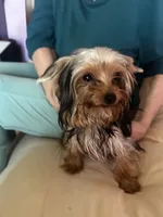 Yorkie Teacup Girl , a female Yorkshire Terrier for sale in Orlando, FL – 7 of 10