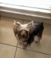 Teacup S, a female Yorkshire Terrier for sale in Orlando, FL – 4 of 10