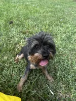 Jet yorkie, a female Yorkshire Terrier for sale in Orlando, FL – 4 of 10