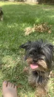 Yorkiepoo jet small, a female Yorkipoo and Poodle - Toy  for sale in Orlando, FL – 3 of 10
