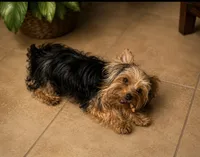 Cali , a female Yorkshire Terrier for sale in Orlando, FL – 1 of 6