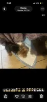 Teacup Cali, a female Yorkshire Terrier for sale in Orlando, FL – 5 of 7