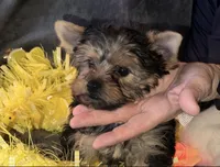 Little G, a female Yorkshire Terrier for sale in Orlando, FL – Photo 1 of 10