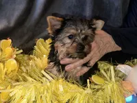 Little G, a female Yorkshire Terrier for sale in Orlando, FL – Photo 9 of 10