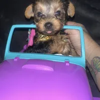 Toy G, a female Yorkshire Terrier for sale in Orlando, FL – Photo 1 of 10