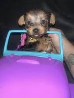 Teacup G, a female Yorkshire Terrier for sale in Orlando, FL – Photo 1 of 10